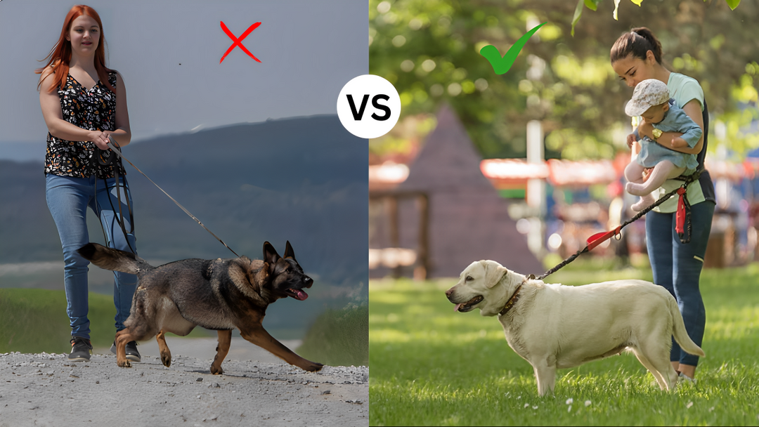 Gassi Gürtel, Die smarte Lösung für Jogger mit Hund