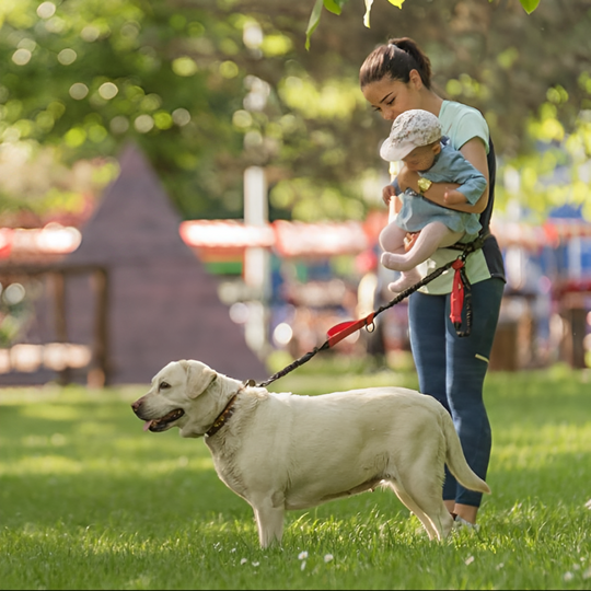 Gassi Gürtel, Die smarte Lösung für Jogger mit Hund