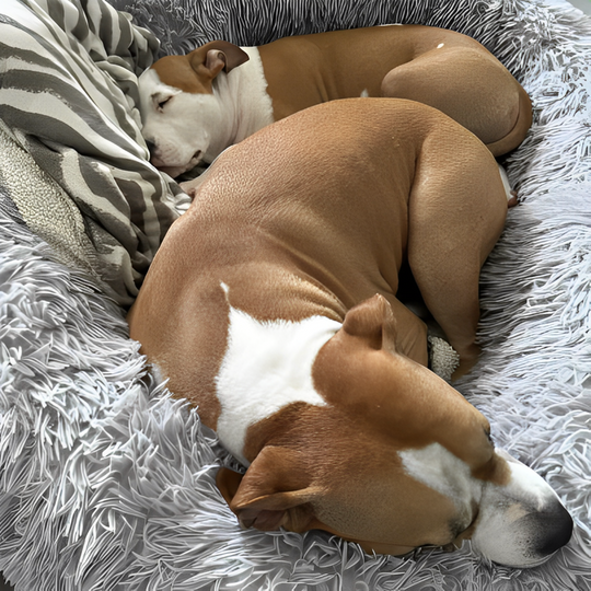 CalmBed – das Hundebett– Wirkt gegen Stress und hilft bei Angstzuständen